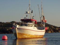 Solfisk (II) n-24-r 2003